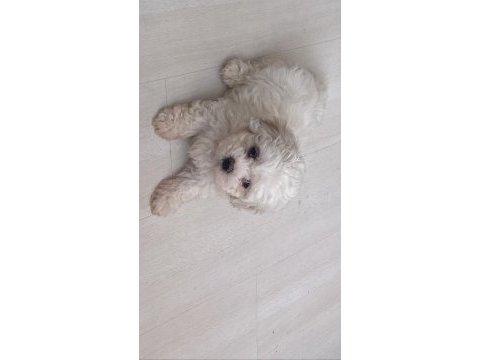 2.5 aylık 0 numara maltipoo max 3 kg olur
