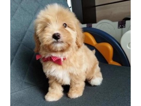 Ev üretimi maltipoo bebeklerimiz
