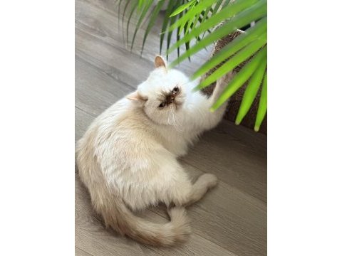 3 yaşında dişi exotic