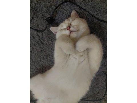 Oyun delisi british shorthair fehmican