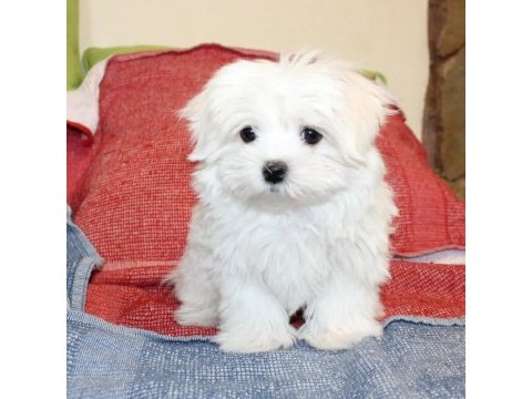Beyaz maltipoo bebeğimiz uygun
