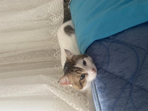Kedimiz acil sahiplendirme ilanıdır