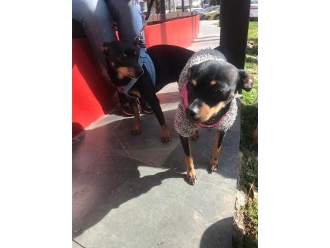 Minyatür pinscher
