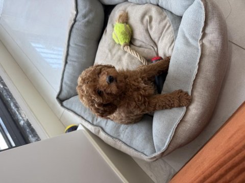 Toy poodle dişi tek yavrum