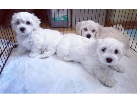 Maltese bebekler