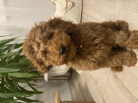 Poodle ciddi alıcılar
