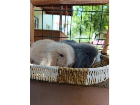 Hollanda teddy lop tavşanı yavrular 35 47 günlükler