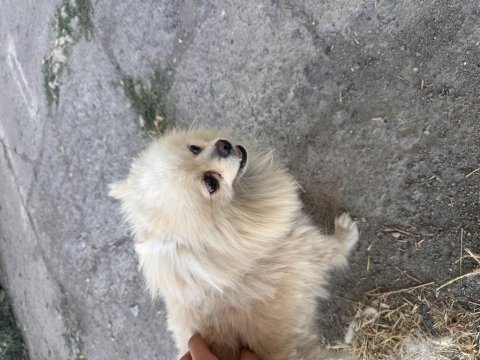 Aşısı tam güzel pomeranian