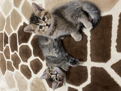 British shorthair erkek yavru sahiplendirilecektir