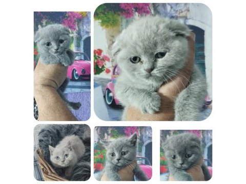 Fawn ve blue british shorthair yavrularım hazır