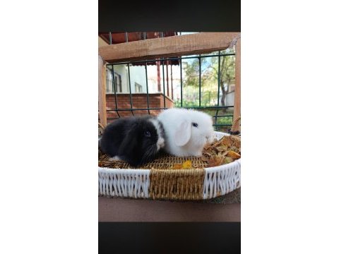 Hollanda teddy lop tavşan
