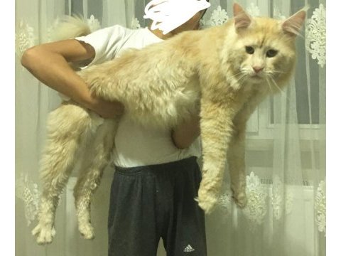 Yetişkin üretim şecereli dişi maine coon