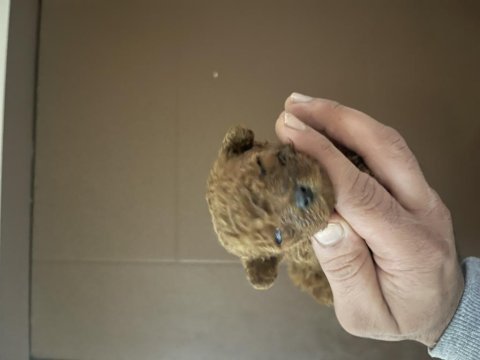 Muhteşem poodle bebekleri