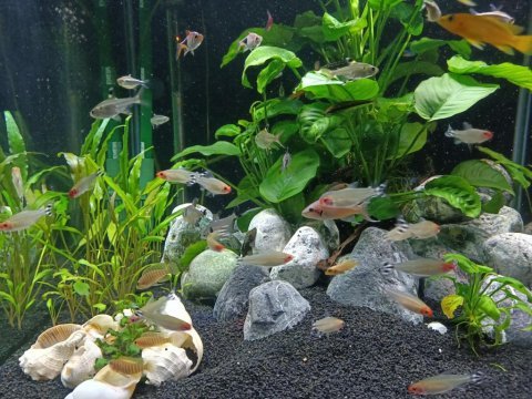 Kırmızı burun tetra