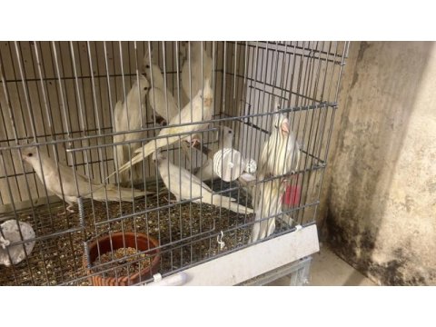 Ev üretimi kırmızı göz sultan papağanı yavruları