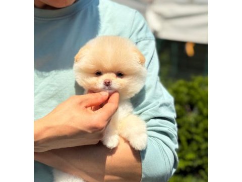 Pomeranian boo yavrularımız