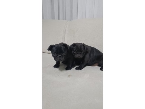 Siyah pug bebeklerim
