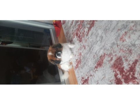 Pekinez köpeğimi sahiplendirmek istiyorum