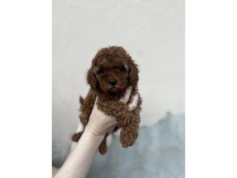 Toy poodle hazır bebekler