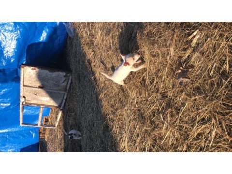 30 günlük jack russell yavrularımız