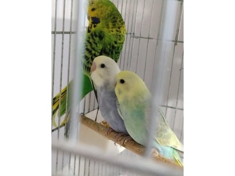 Yeme düşmüş rainbow muhabbet kuşlar eğitimlik