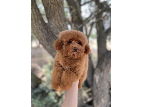 Red brown toy poodle
