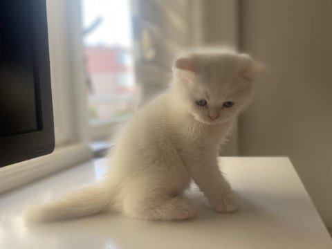 Safkan british shorthair