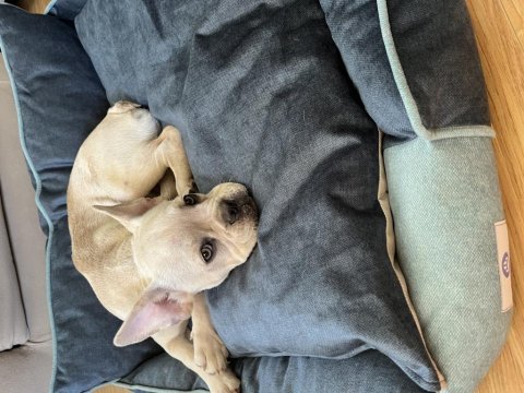 1 yaşında french bulldog çipli