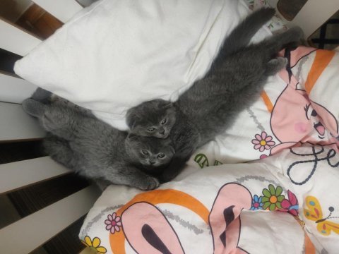 Scottish fold yavrular
