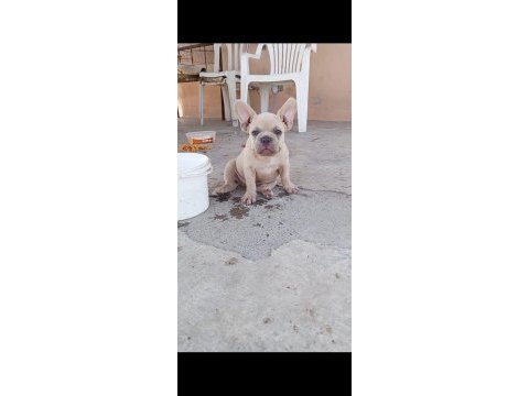 French bulldog