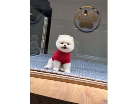 Sağlık ve ırk garantili pomeranian