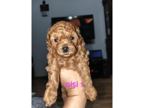 Toy poodle yavrularımız sahiplendirilecek