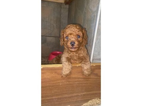 Toy poodle bebeklerimiz