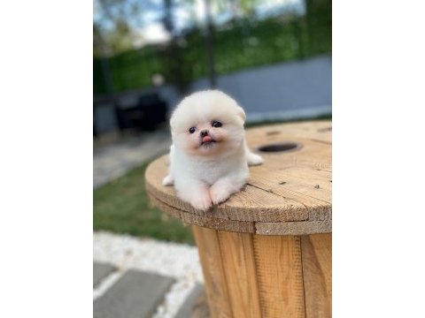 Pomeranian boo ayı surat garantili şirinlerimiz