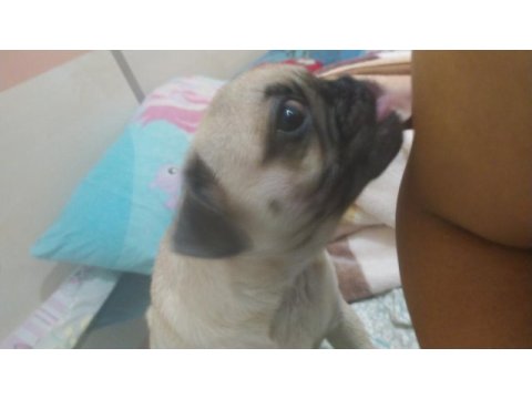 Pug 4 aylık dişi