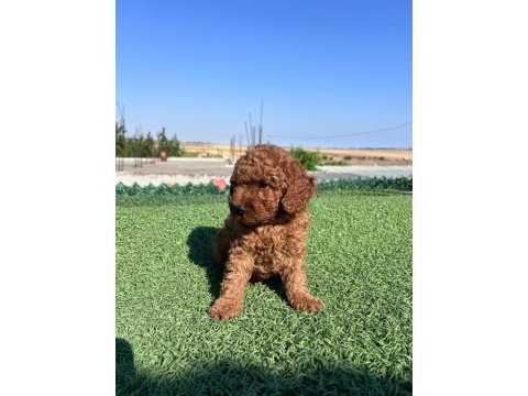 Toy poodle köpekler