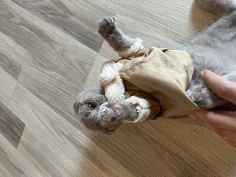 Safkan lilac scottish fold