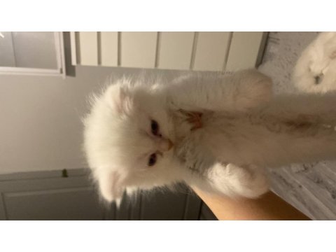 Blue point british longhair