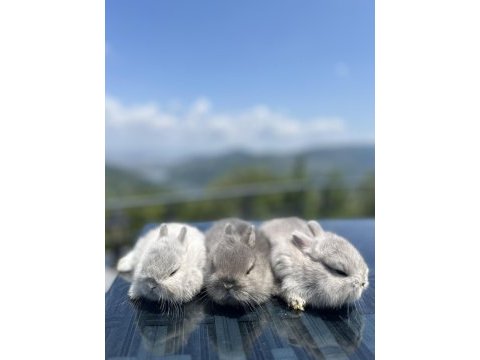 Cüce tavşan yavrularımız