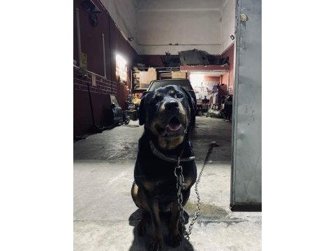 Dişi rottweiler
