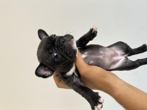 Muhteşem french bulldog yavrular