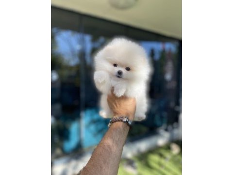 Pomeranian yavrularımız