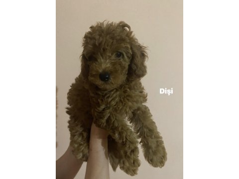 Toy poodle yavrularım