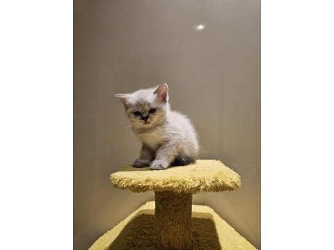 Scottish blue point anne, british golden & silver baba