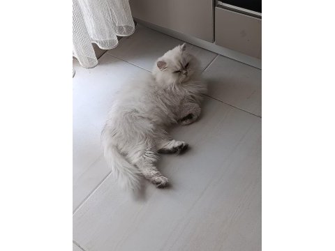 Silver point british longhair