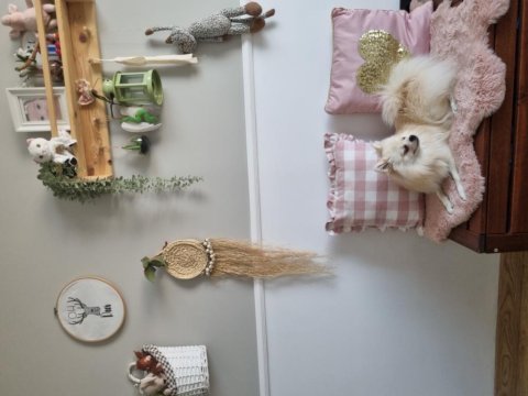 Dişi pomeranian boo