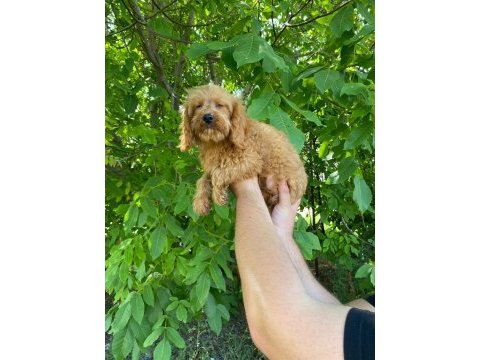 2 aylık erkek dişi maltipoo