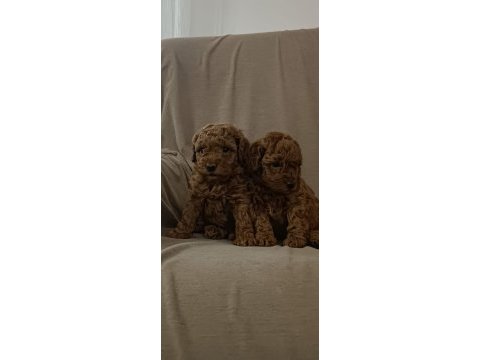 Bursa ve çevre illere teslim toy poodle