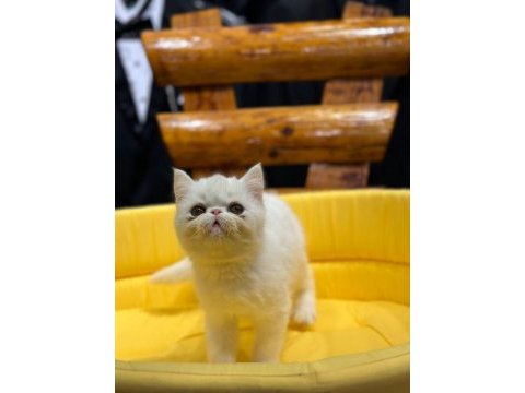 Exotic shorthair yavrularımız