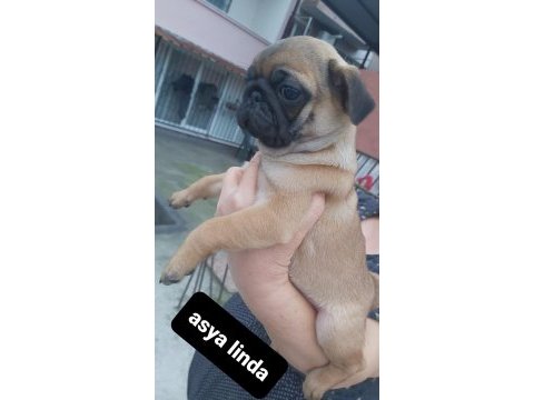 Pug mops bebekler